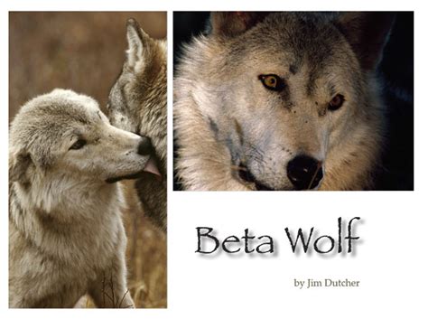 beta wolf